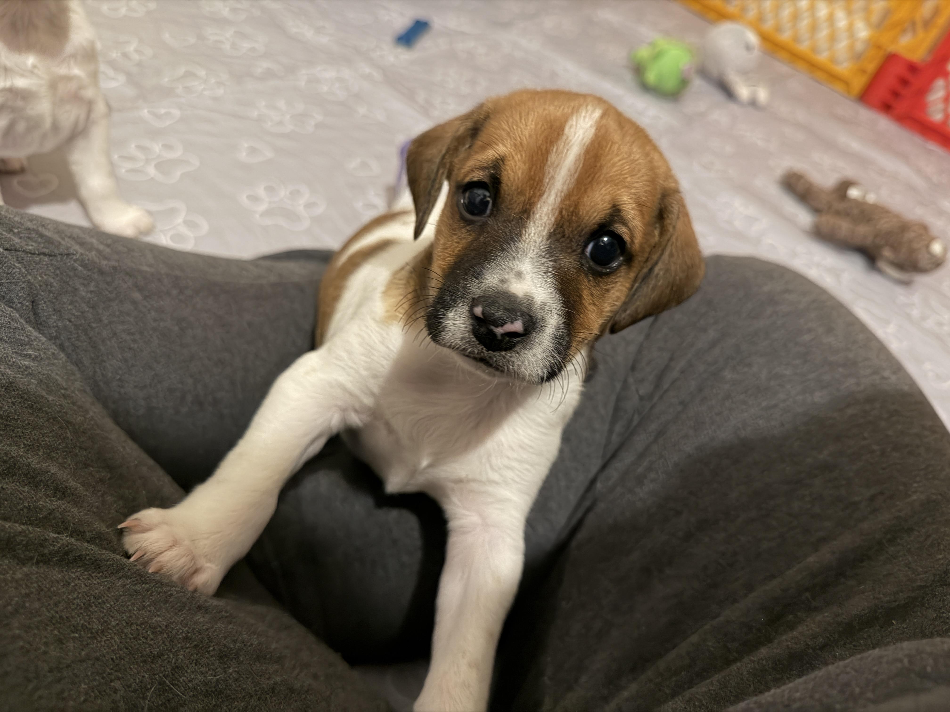 Enlarge Lander, a Adopted mixed breed in Jeffersonville, IN image 4/6