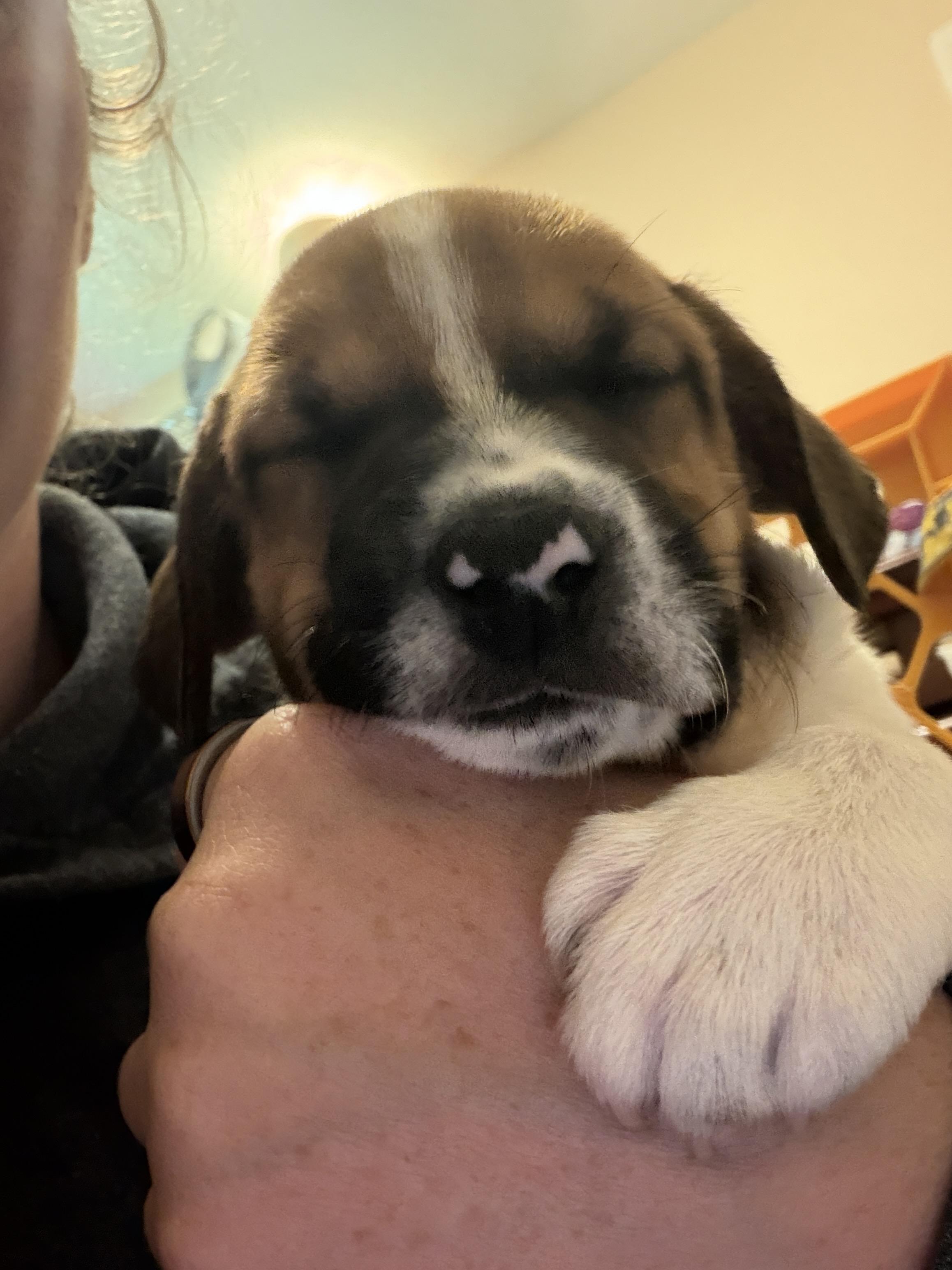 Enlarge Lander, a Adopted mixed breed in Jeffersonville, IN image 6/6
