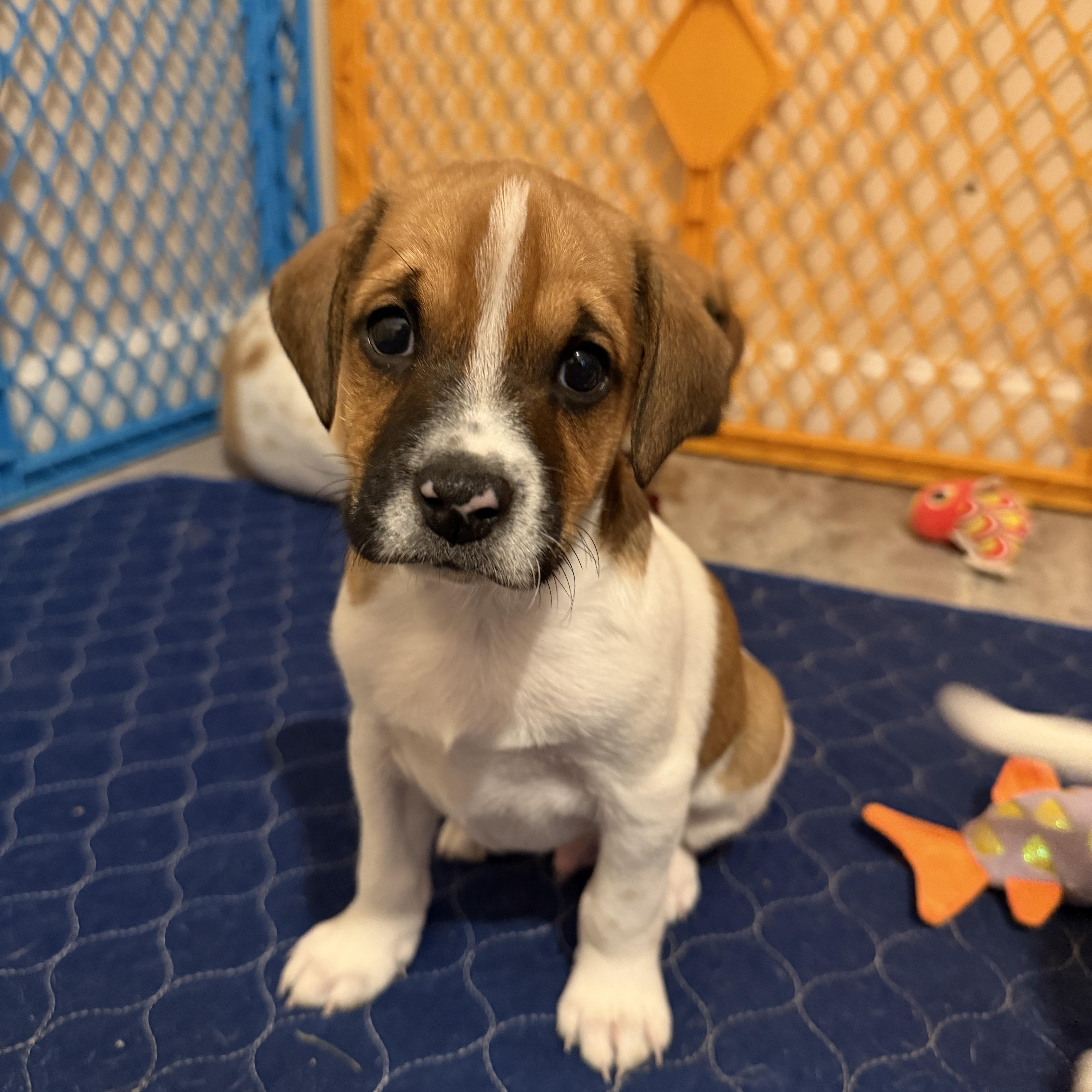 Enlarge Lander, a Adopted mixed breed in Jeffersonville, IN image 1/6