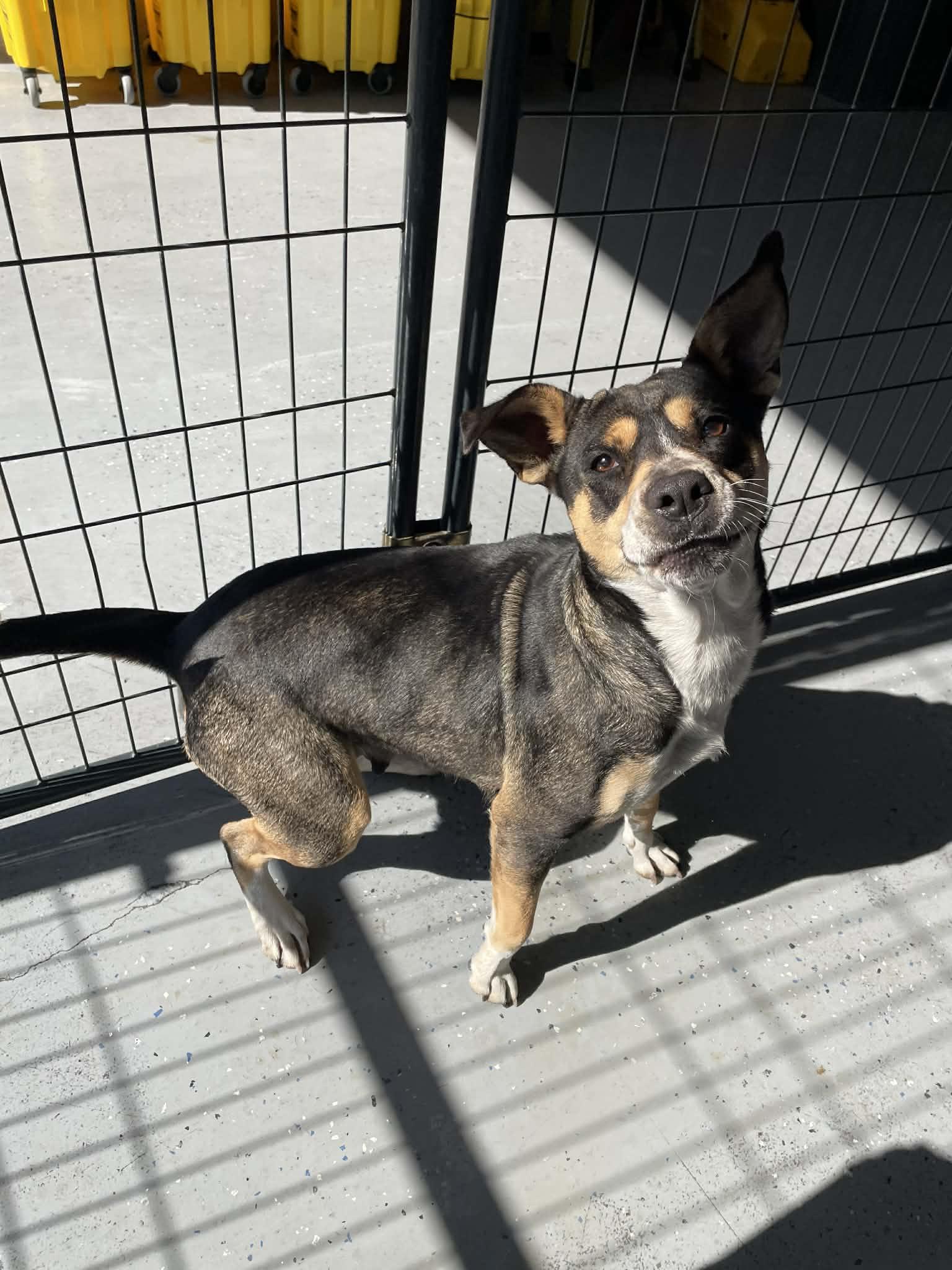 May-Bell, ADOPTABLE, Adult Female Husky.