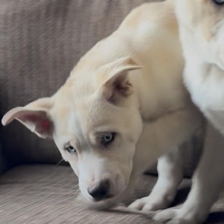 Munson, Adoptable, Puppy Male Siberian Husky & Mixed Breed.