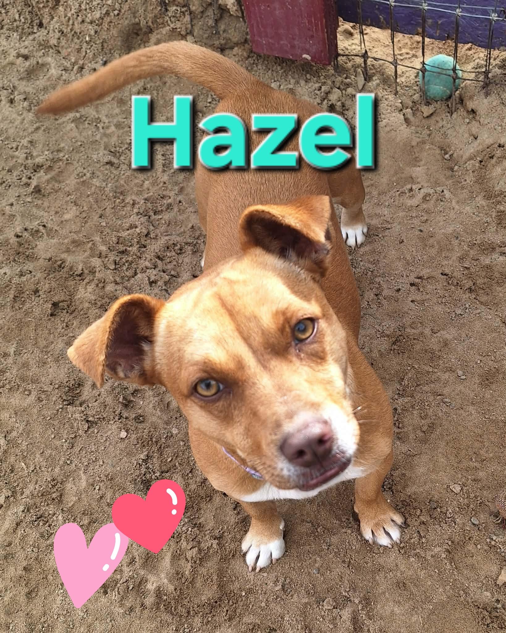 Hazel, ADOPTABLE, Young Female Terrier.