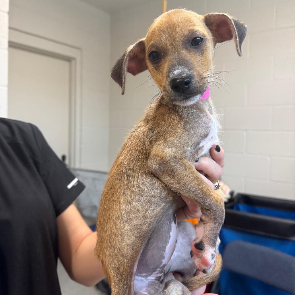 Enlarge Donna, a Adoptable Mixed Breed in Englewood, FL image 1/1