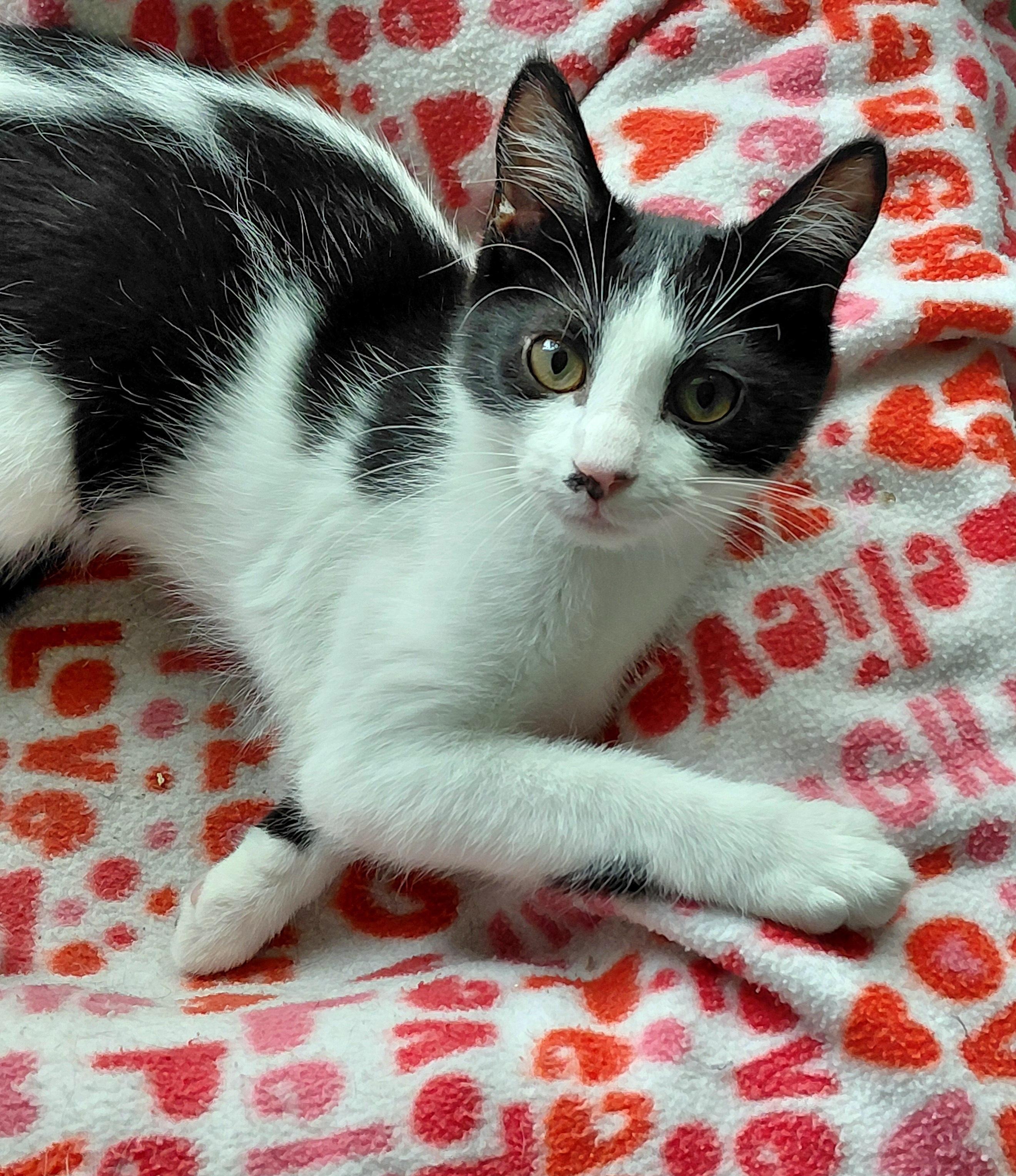 Enlarge Bean, a ADOPTABLE Tuxedo in Melbourne, FL image 2/4