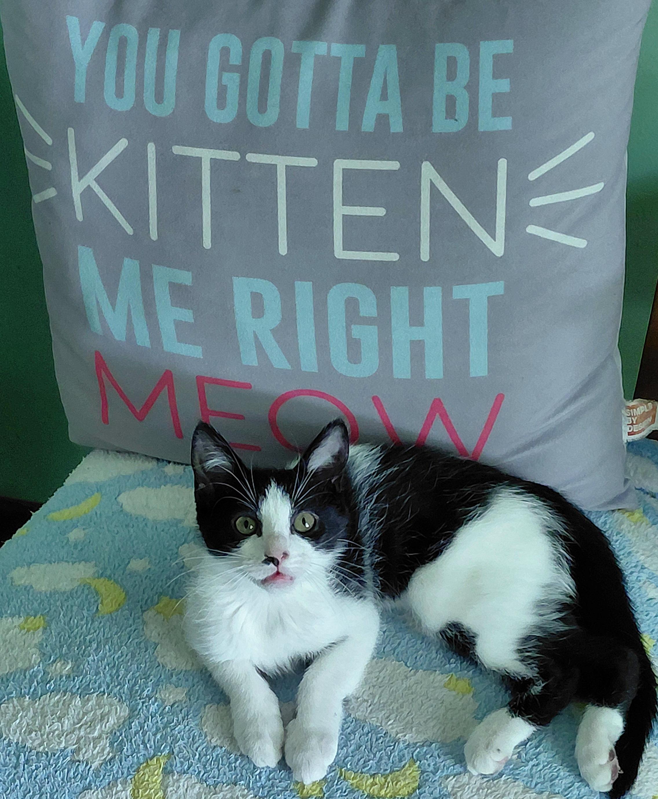 Enlarge Bean, a ADOPTABLE Tuxedo in Melbourne, FL image 3/4