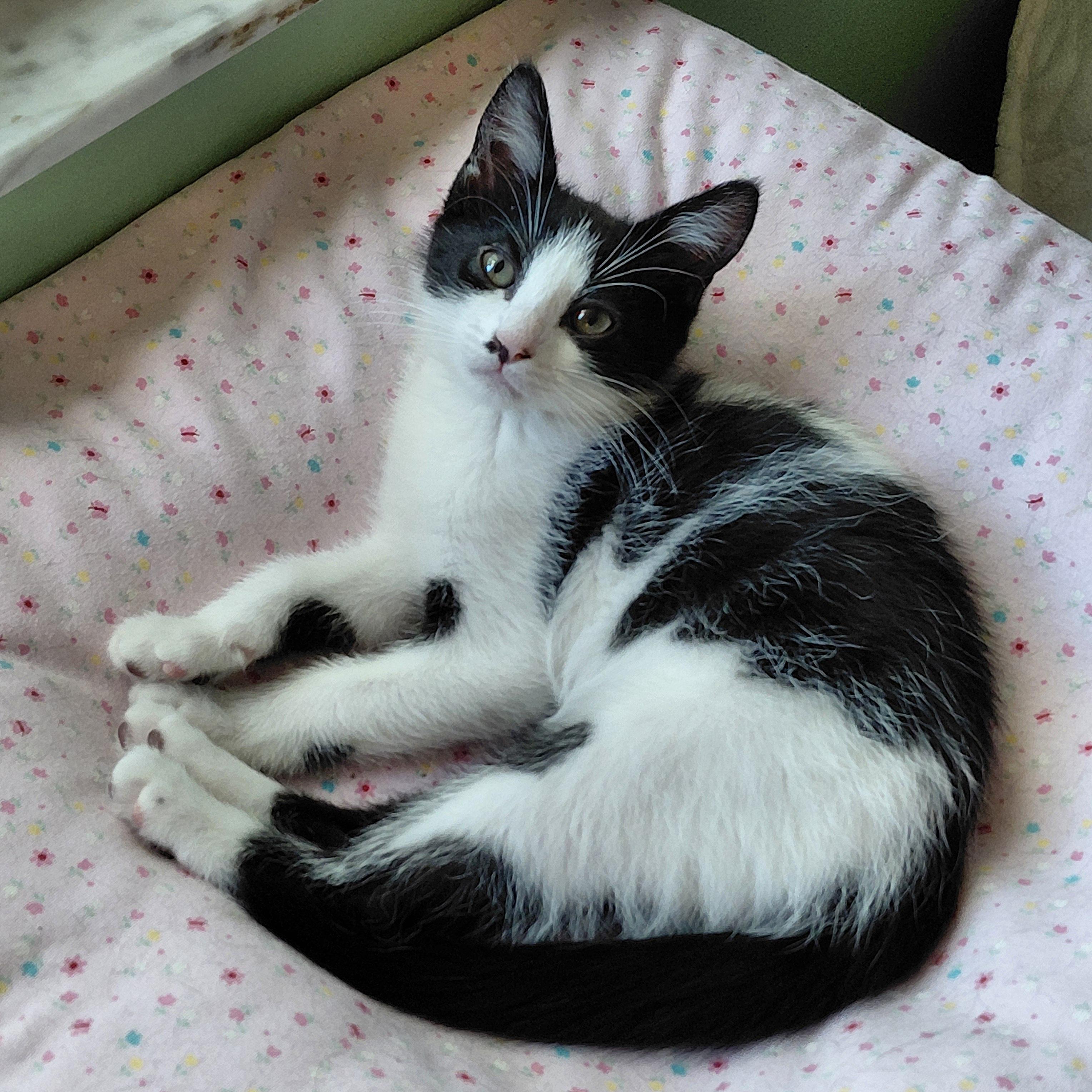Enlarge Bean, a ADOPTABLE Tuxedo in Melbourne, FL image 4/4