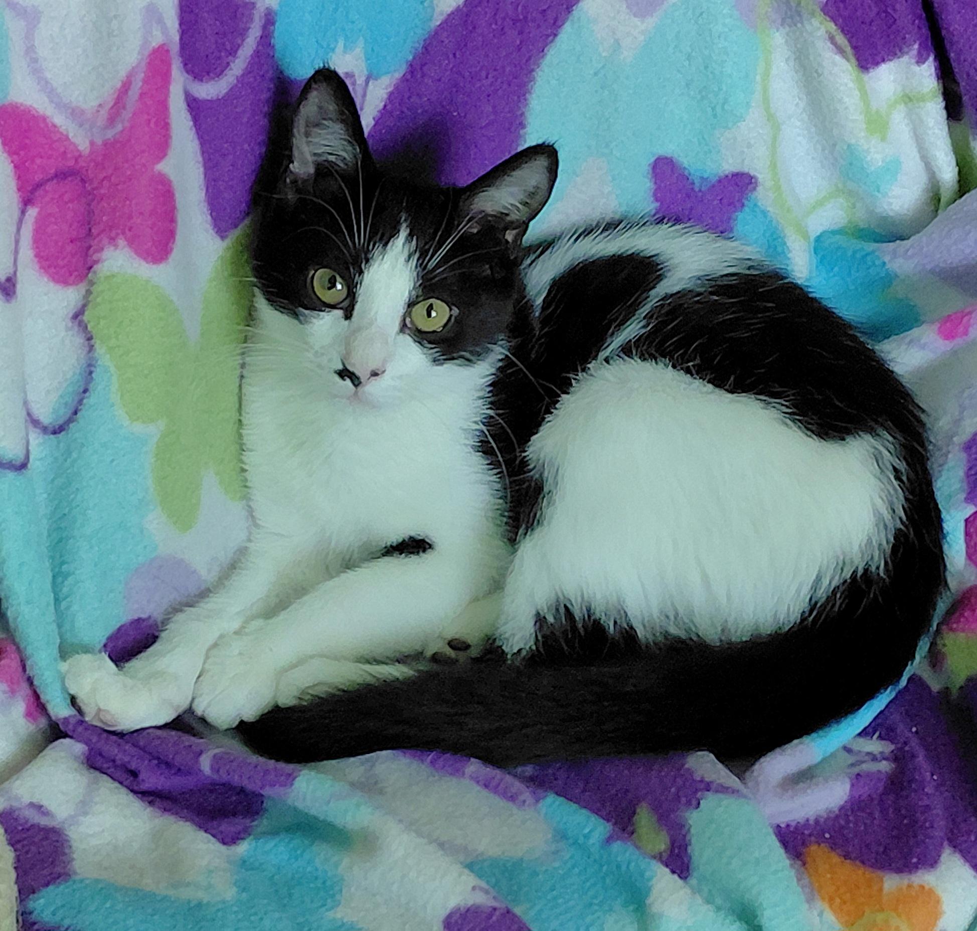 Enlarge Bean, a ADOPTABLE Tuxedo in Melbourne, FL image 1/4