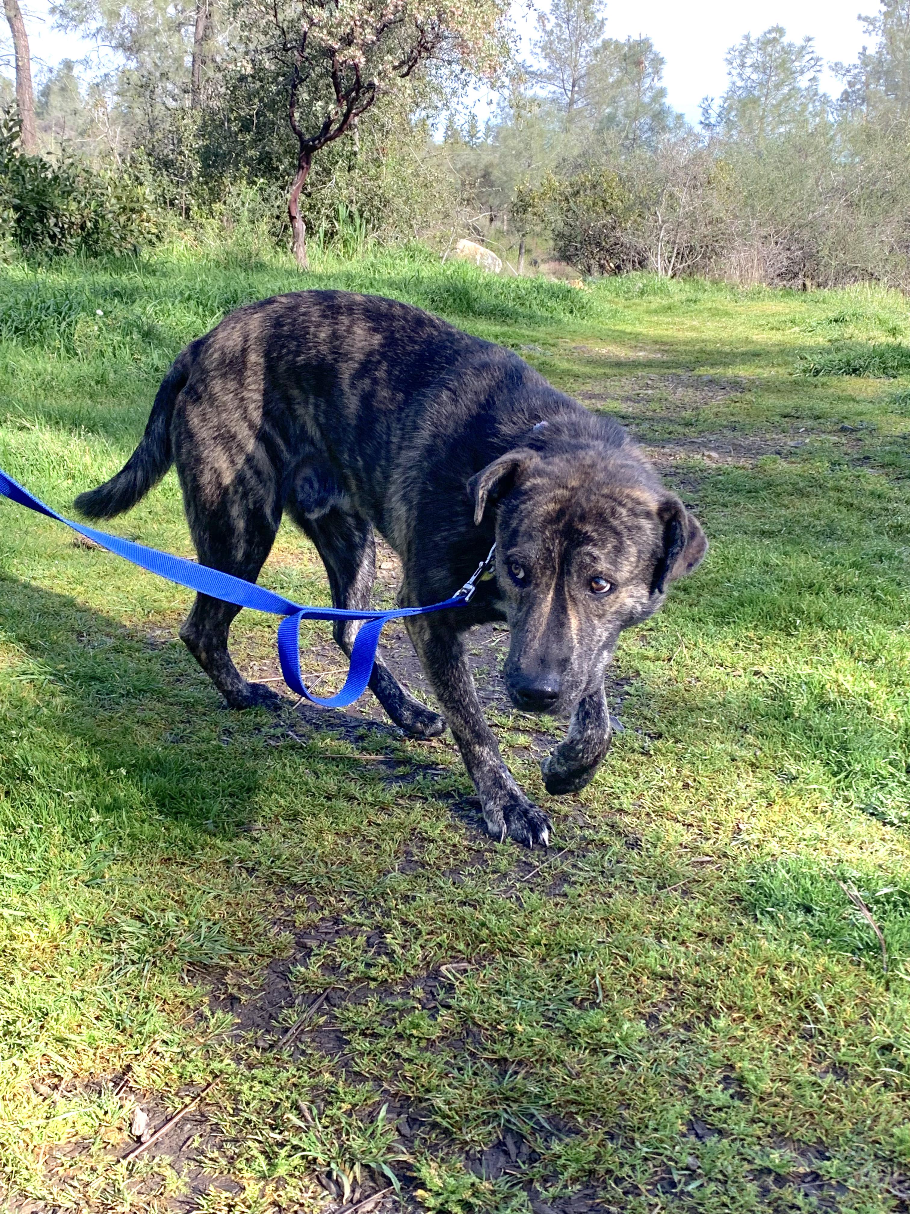 Enlarge Nitro, a ADOPTABLE mixed breed in Grass Valley, CA image 2/6
