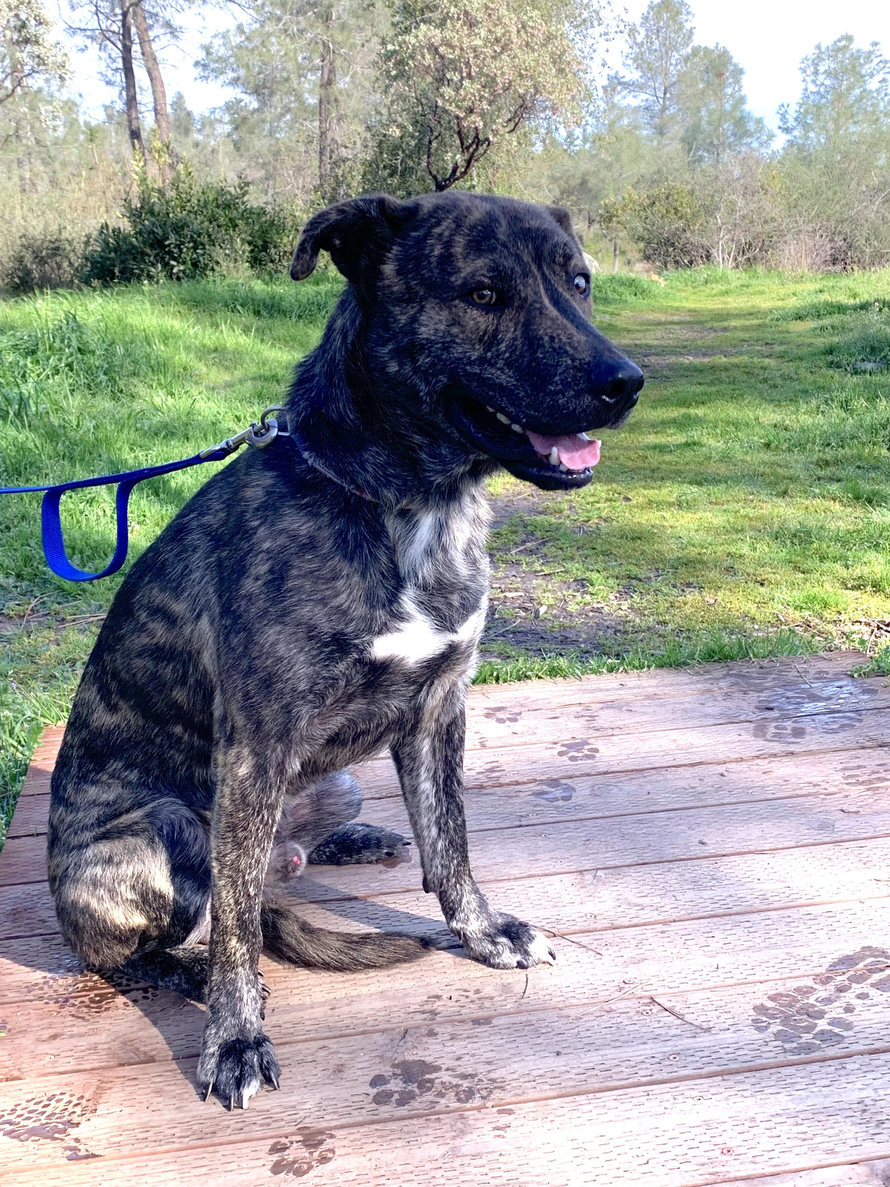 Enlarge Nitro, a ADOPTABLE mixed breed in Grass Valley, CA image 4/6
