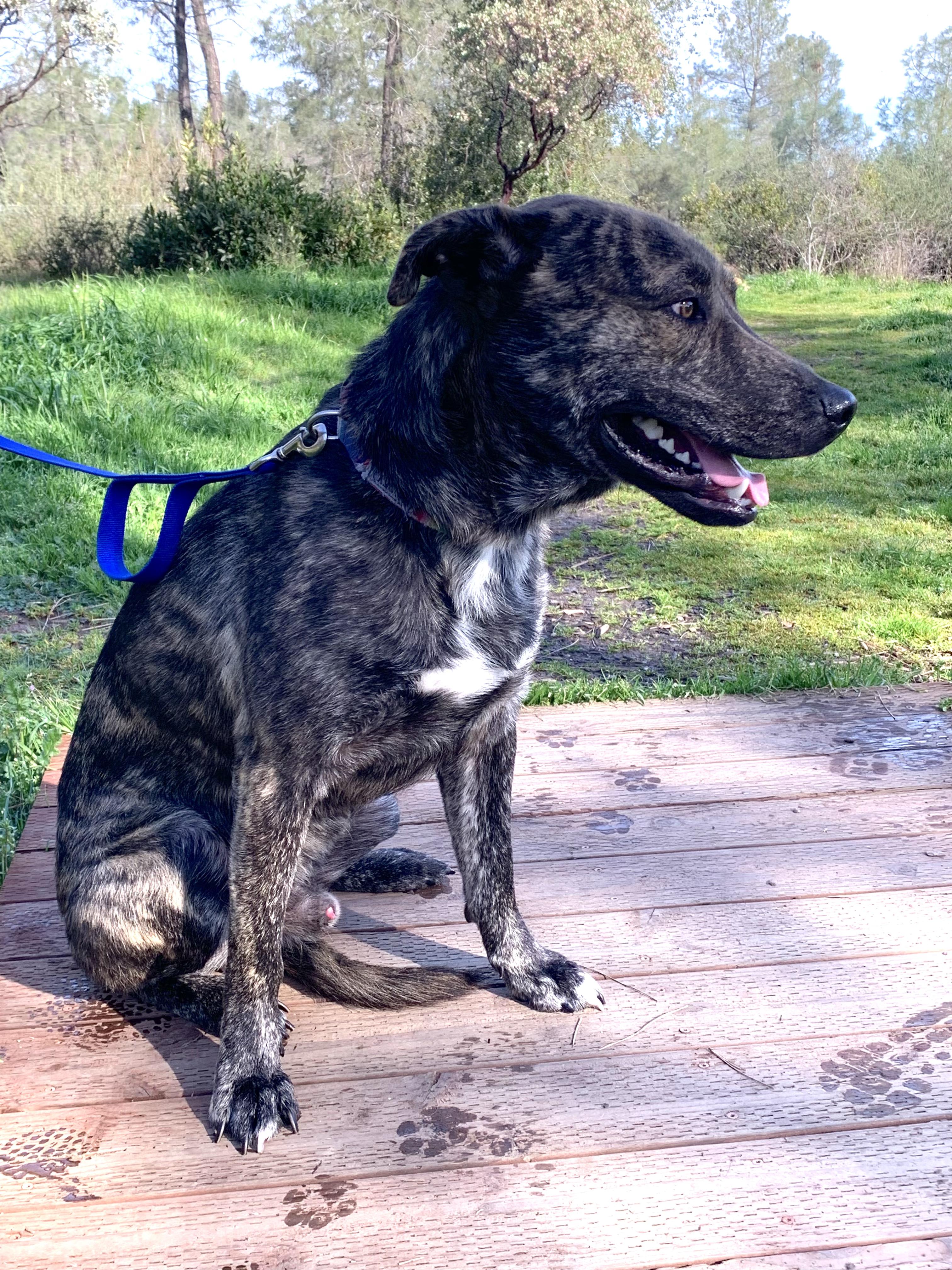 Enlarge Nitro, a ADOPTABLE mixed breed in Grass Valley, CA image 3/6