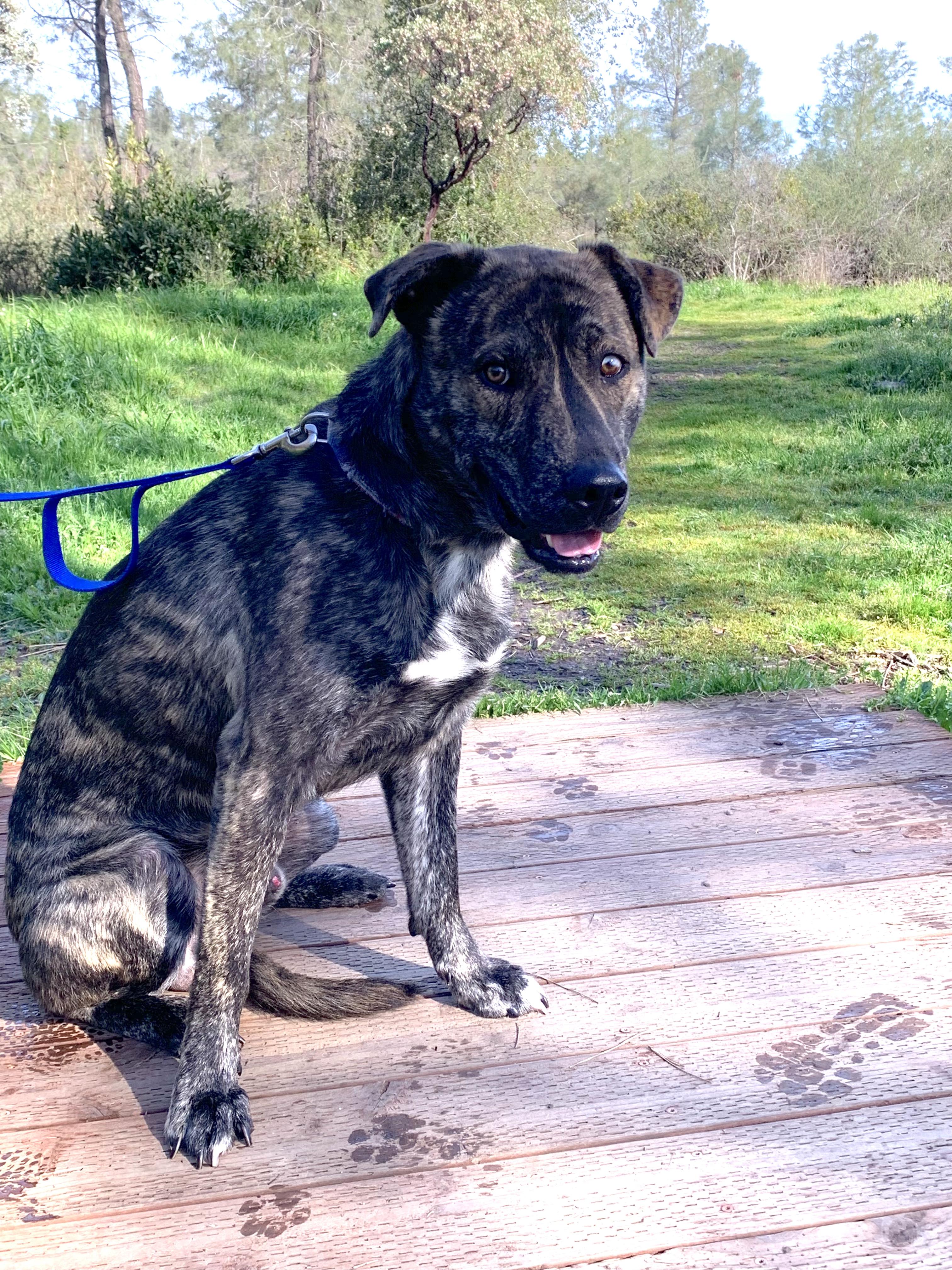 Nitro, ADOPTABLE, Adult Male Shepherd.