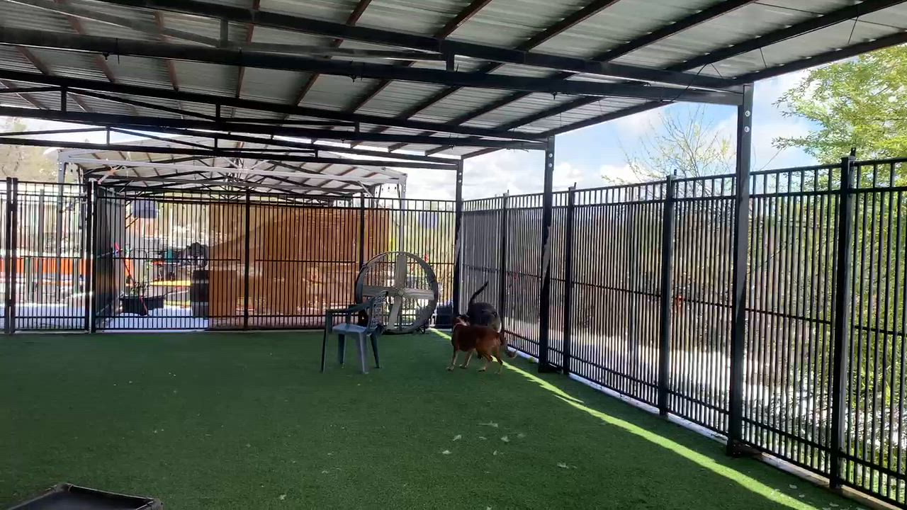 Enlarge Nitro, a ADOPTABLE mixed breed in Grass Valley, CA video 6/6