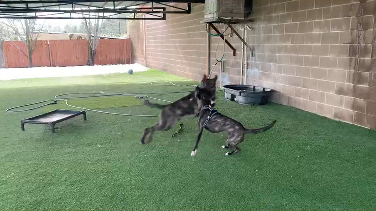 Enlarge Nitro, a ADOPTABLE mixed breed in Grass Valley, CA video 5/6