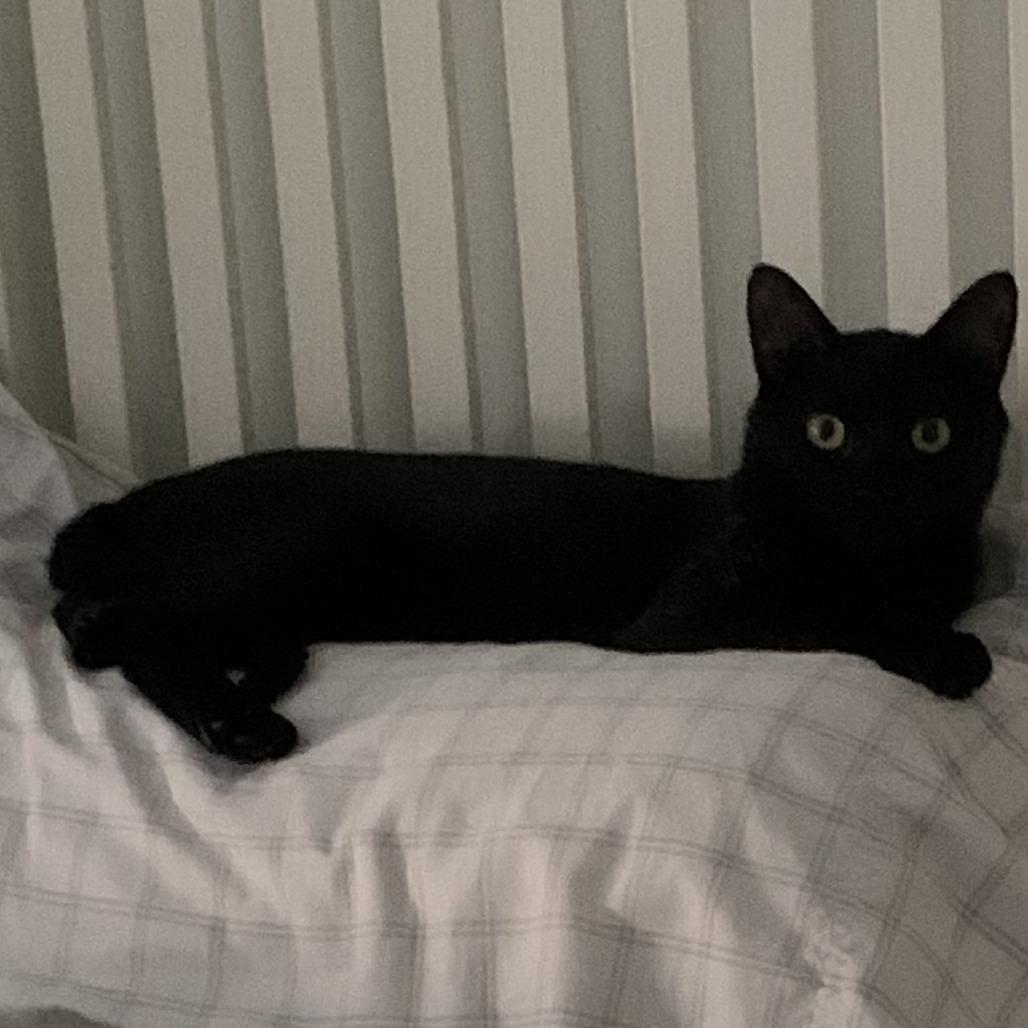 Simon Brinkley, a Adoptable Domestic Short Hair in East Hanover, NJ image 1/6