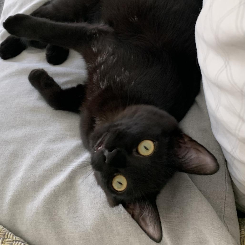 Simon Brinkley, a Adoptable Domestic Short Hair in East Hanover, NJ image 2/6