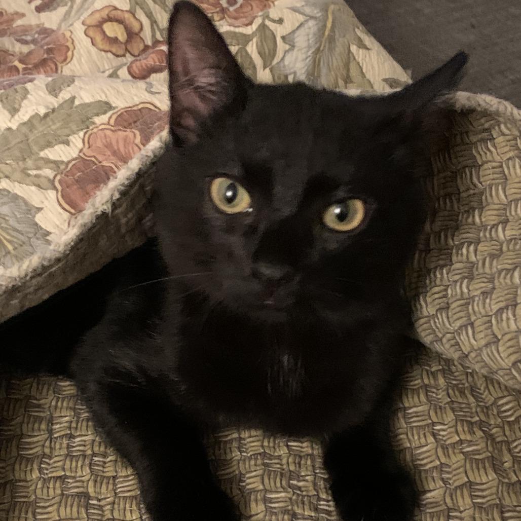 Simon Brinkley, a Adoptable Domestic Short Hair in East Hanover, NJ image 3/6