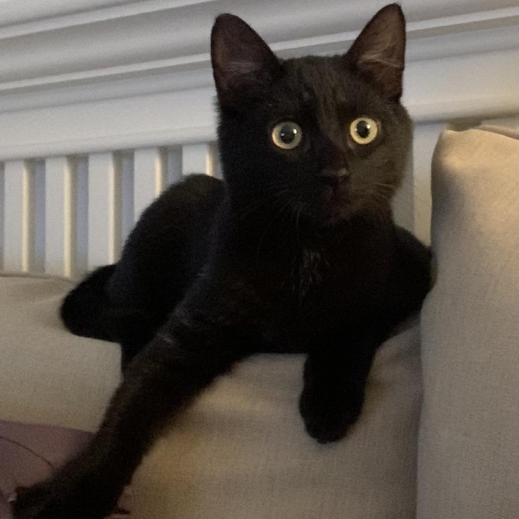 Simon Brinkley, a Adoptable Domestic Short Hair in East Hanover, NJ image 4/6