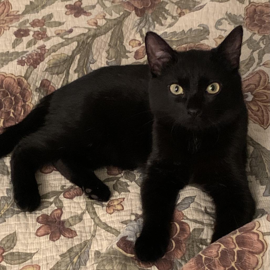 Simon Brinkley, a Adoptable Domestic Short Hair in East Hanover, NJ image 5/6
