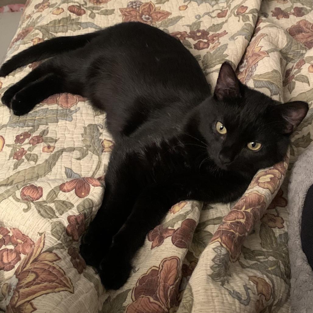Simon Brinkley, a Adoptable Domestic Short Hair in East Hanover, NJ image 6/6