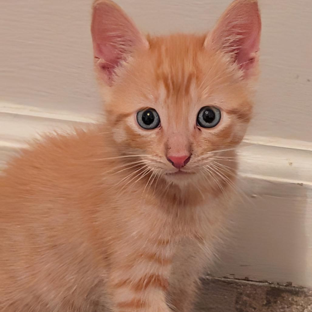 Charlie, Adoptable, Kitten Male Domestic Short Hair.