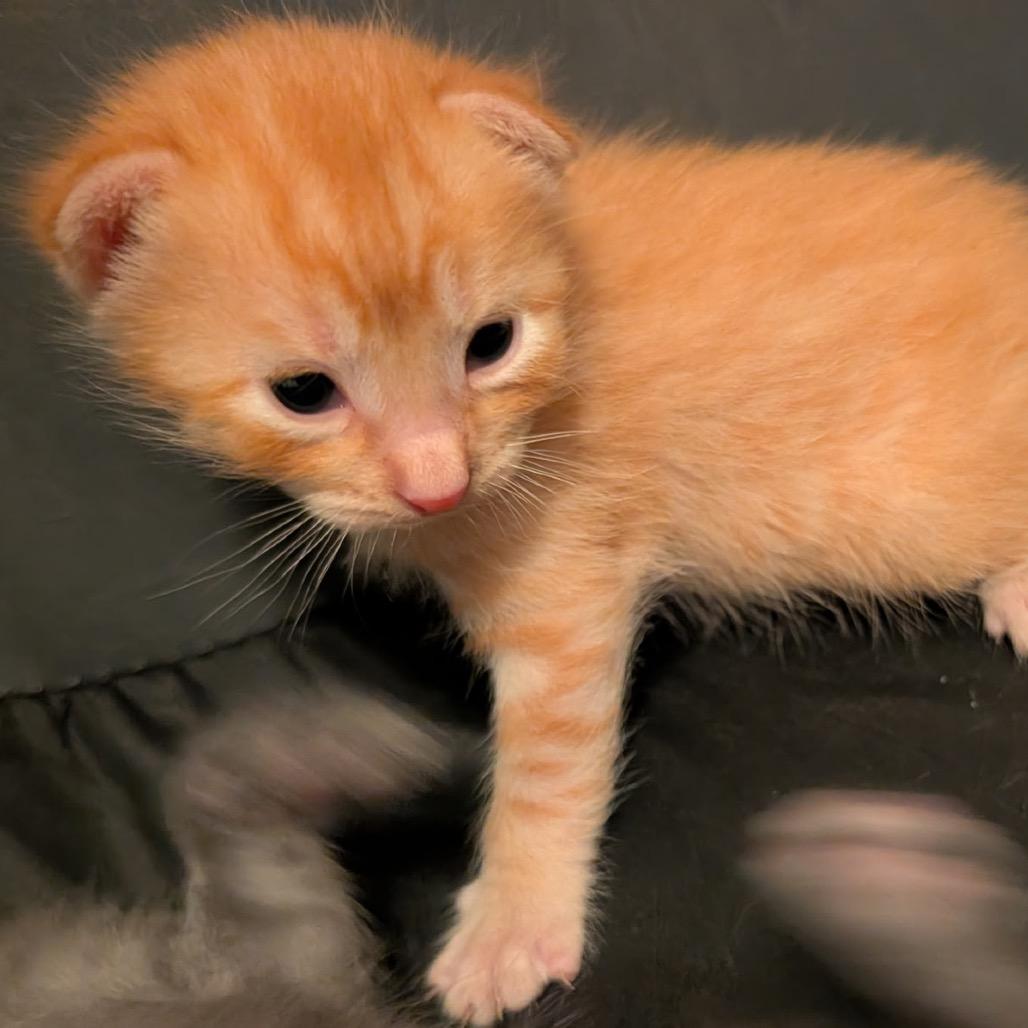 Charlie, a Adoptable Domestic Short Hair in North Port, FL image 2/3