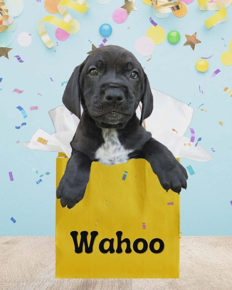 Enlarge Wahoo, a Adoptable mixed breed in Fort Mill, SC image 2/2