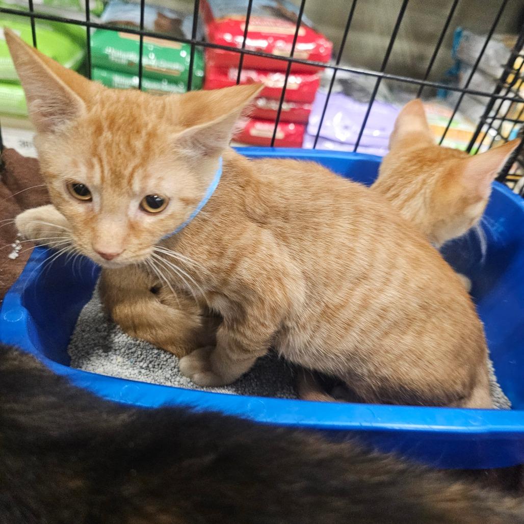 Hamlet, Adoptable, Young Male American Shorthair.