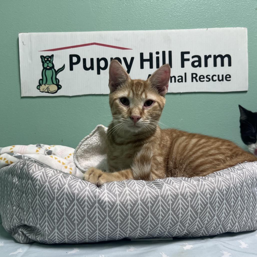 Enlarge Hamlet, a Adoptable American Shorthair in Melrose, FL image 2/2