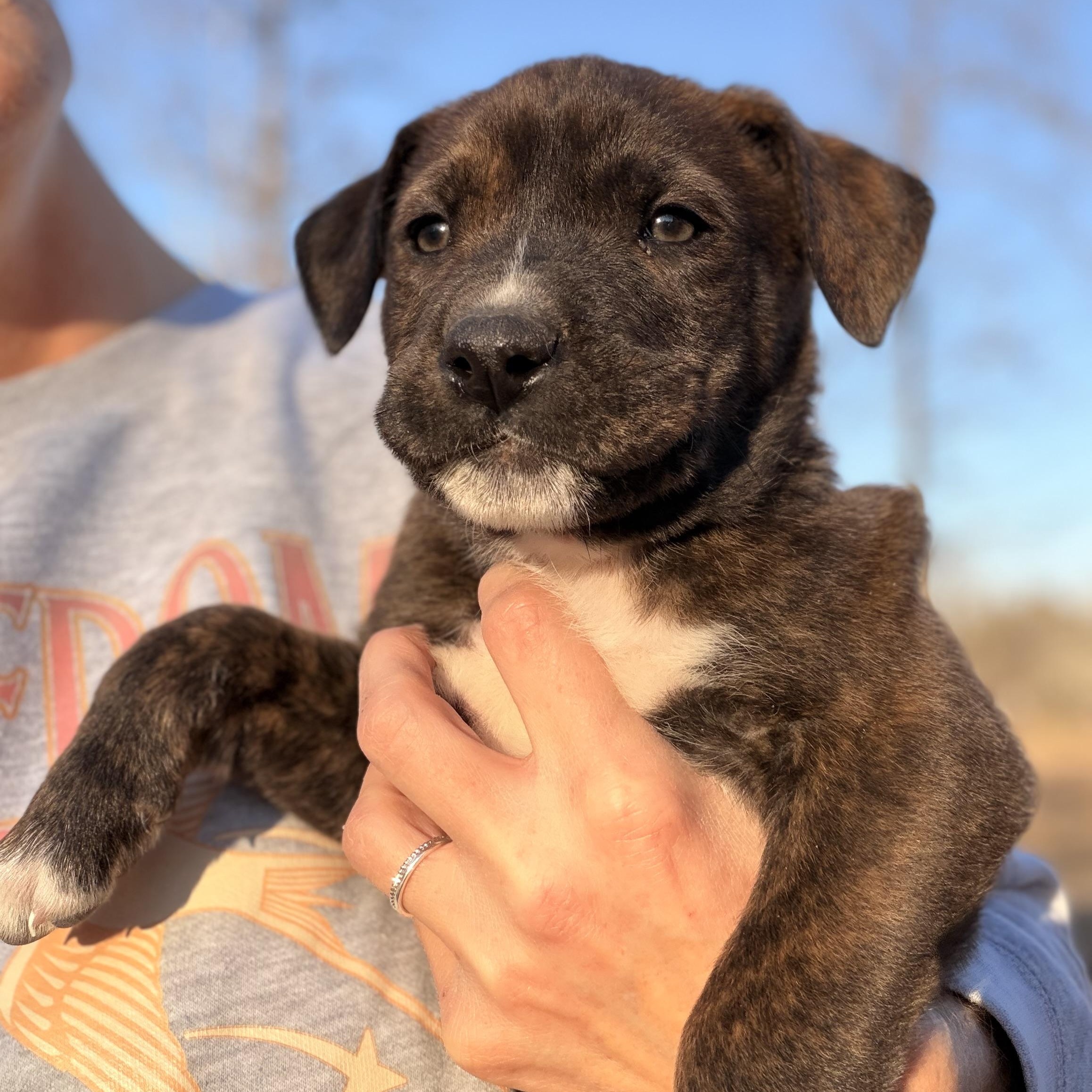 Enlarge Thor, a hold mixed breed in Johnston, RI image 3/6