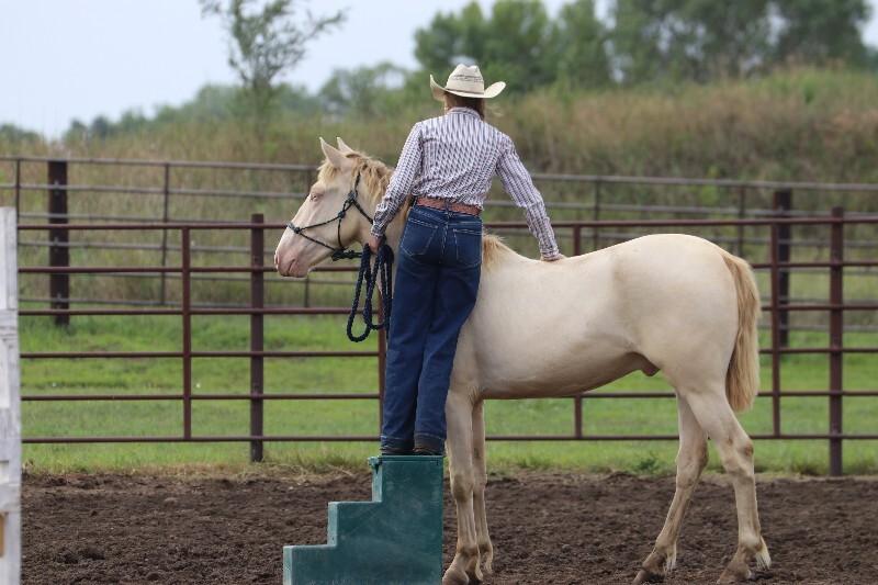 Enlarge Blake, a Adoptable Mustang in Scotland, SD image 2/6