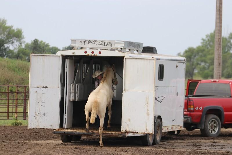 Enlarge Blake, a Adoptable Mustang in Scotland, SD image 3/6