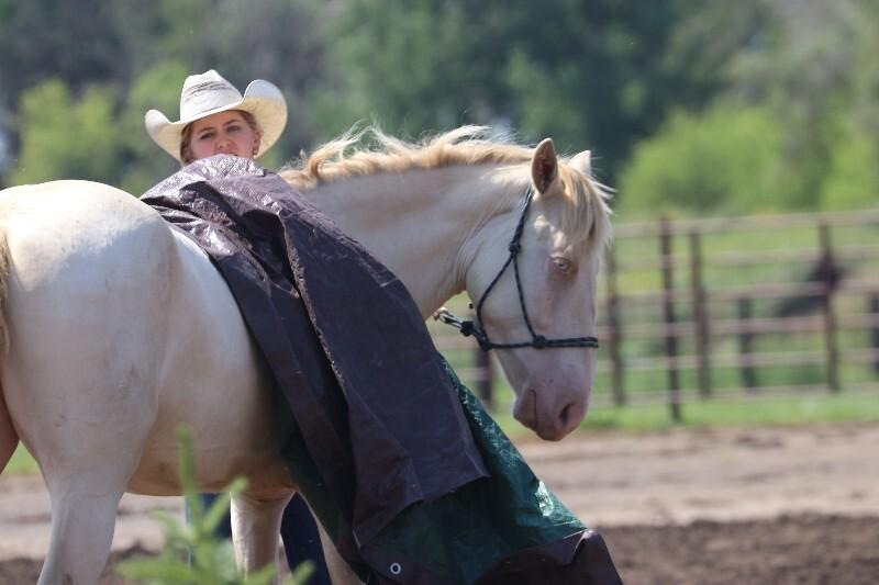 Enlarge Blake, a Adoptable Mustang in Scotland, SD image 4/6