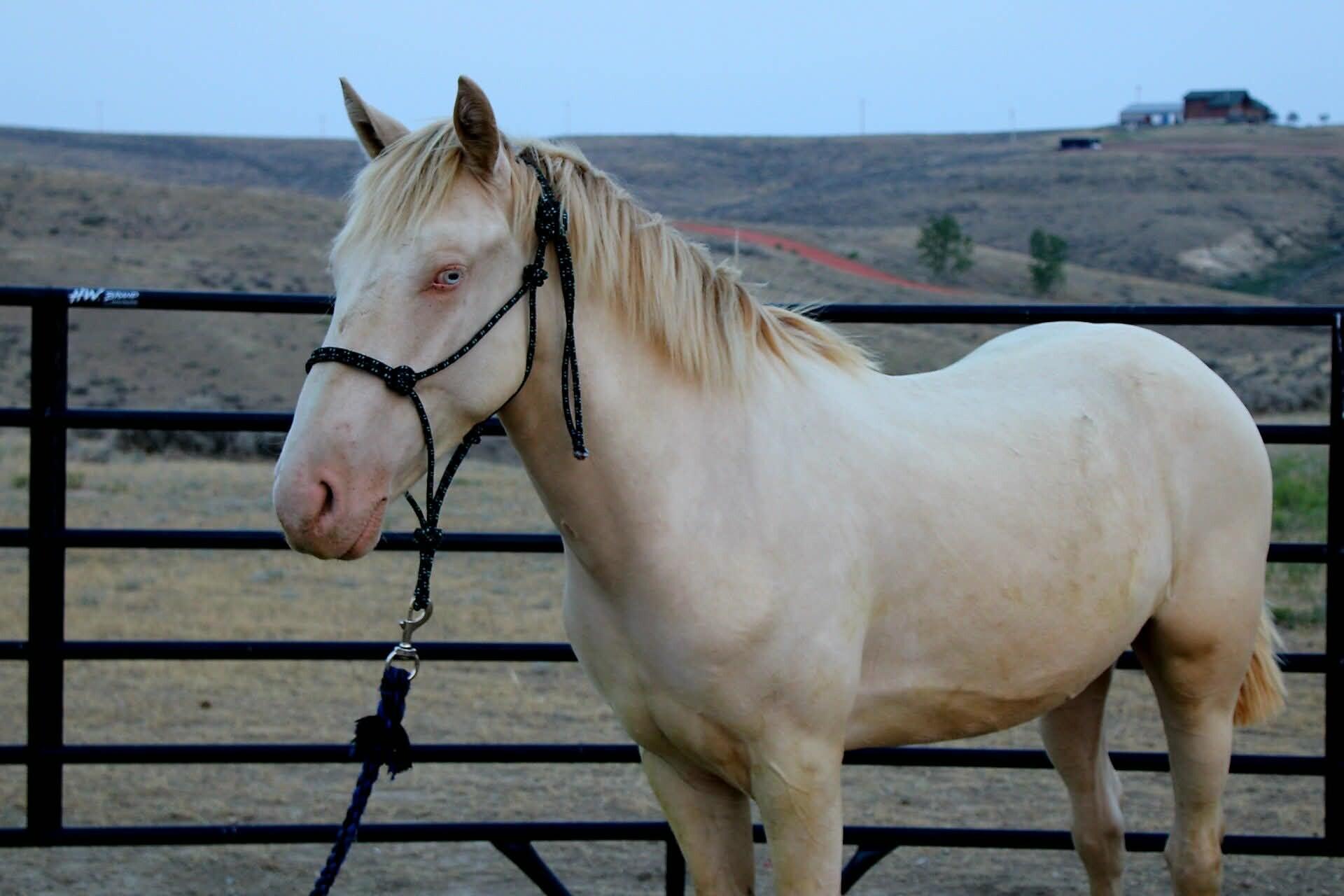 Enlarge Blake, a Adoptable Mustang in Scotland, SD image 5/6