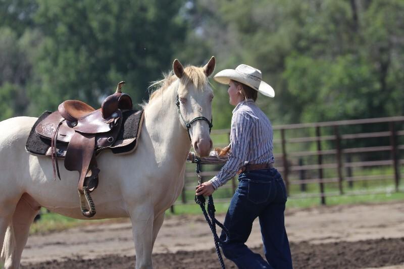Enlarge Blake, a Adoptable Mustang in Scotland, SD image 6/6