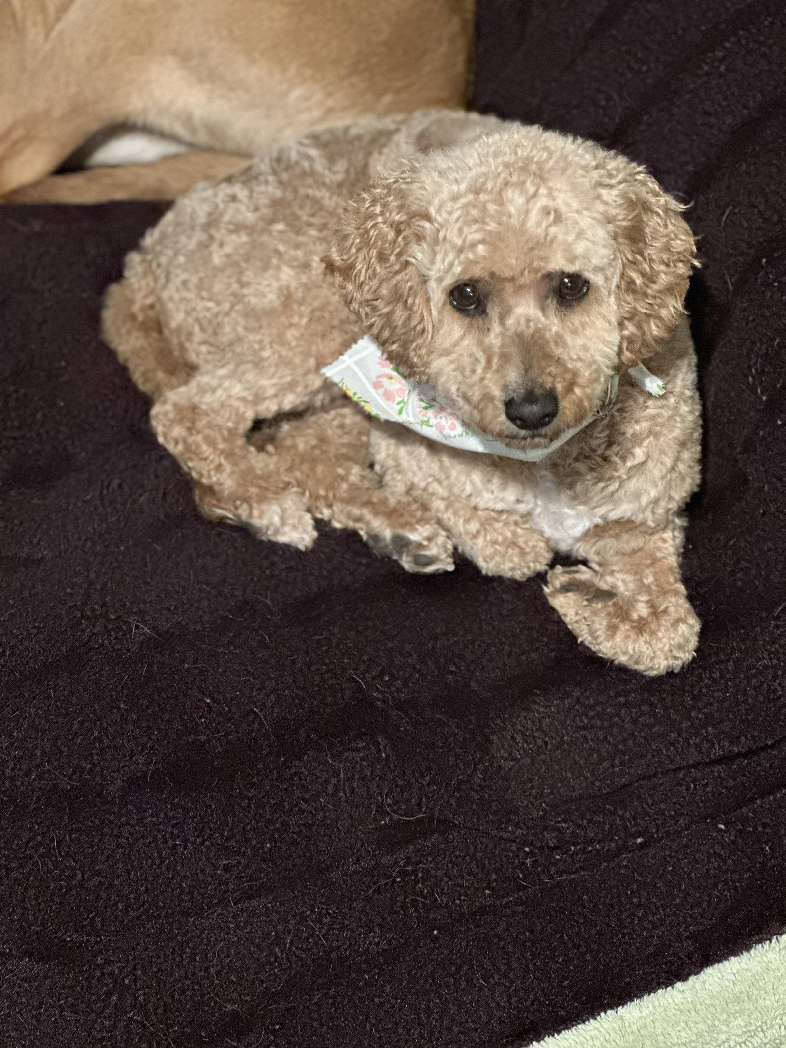 Enlarge Honey, a Adopted Poodle in Polson, MT image 1/3
