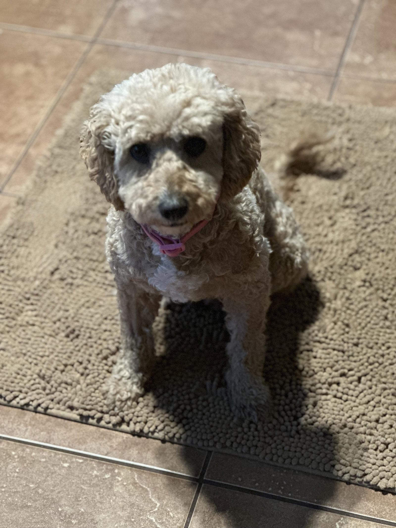 Enlarge Honey, a Adopted Poodle in Polson, MT image 2/3