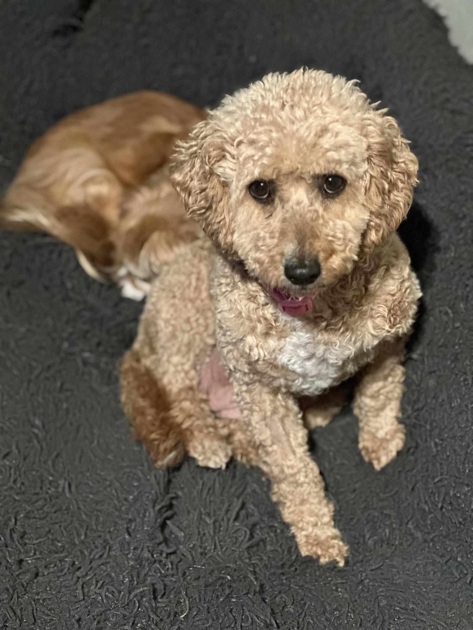 Enlarge Honey, a Adopted Poodle in Polson, MT image 3/3