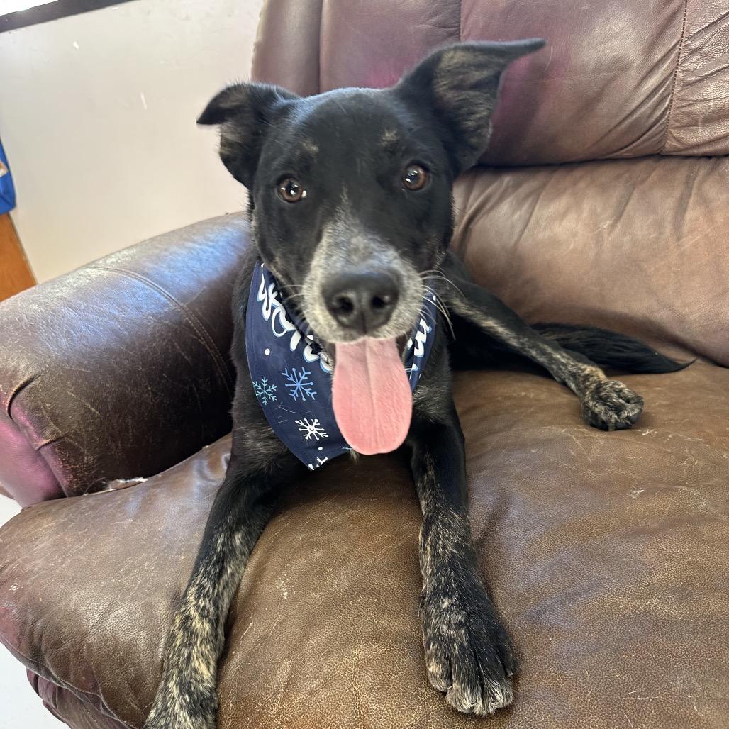 Elvis Presley, Adoptable, Young Male Shepherd & Mixed Breed.