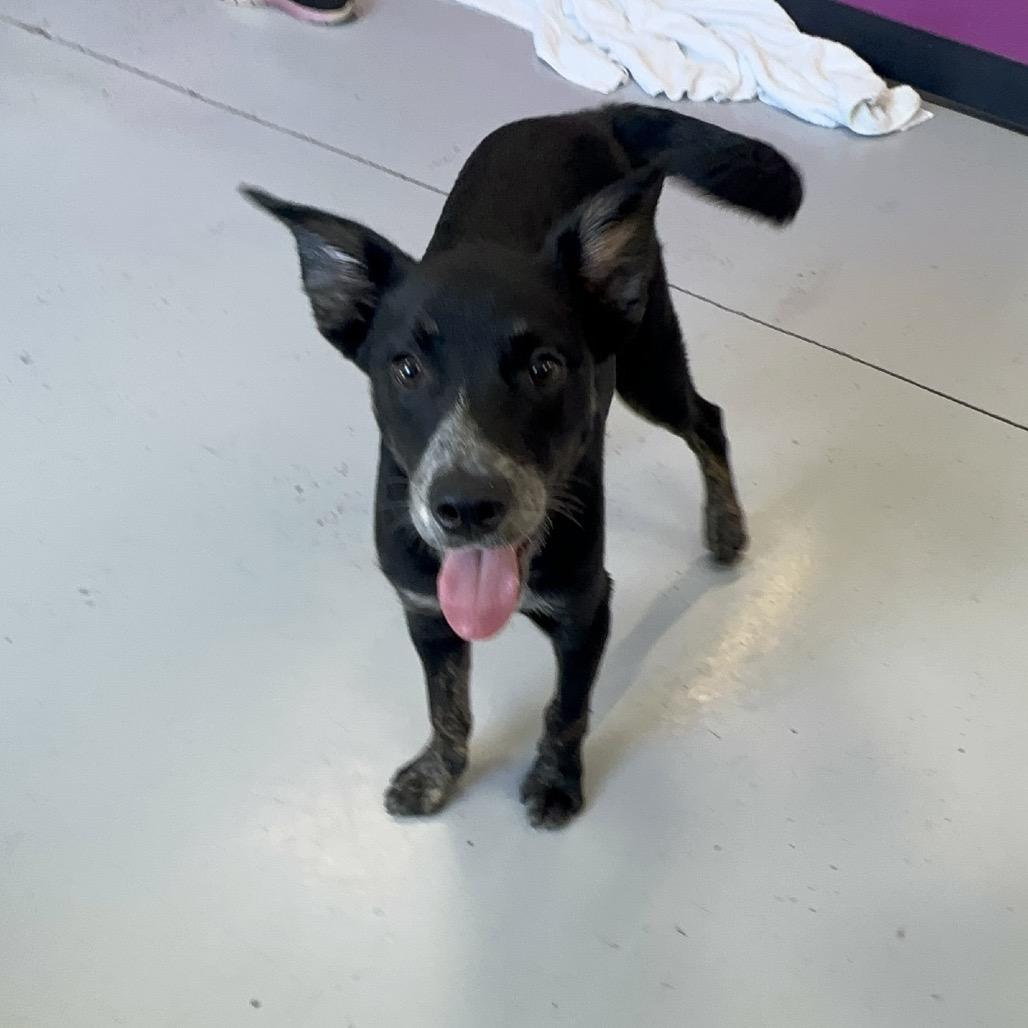 Elvis Presley, a Adoptable mixed breed in Ponca City, OK image 2/6