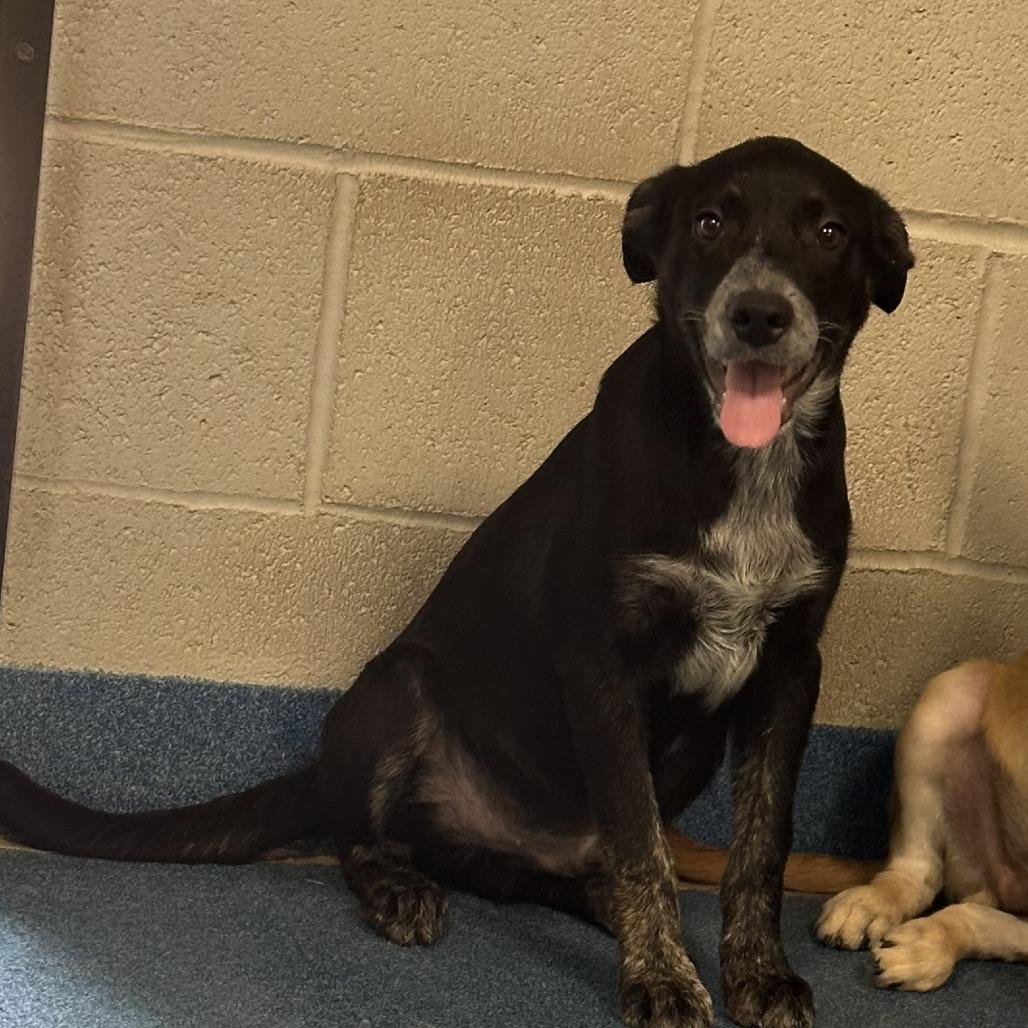 Elvis Presley, a Adoptable mixed breed in Ponca City, OK image 3/6