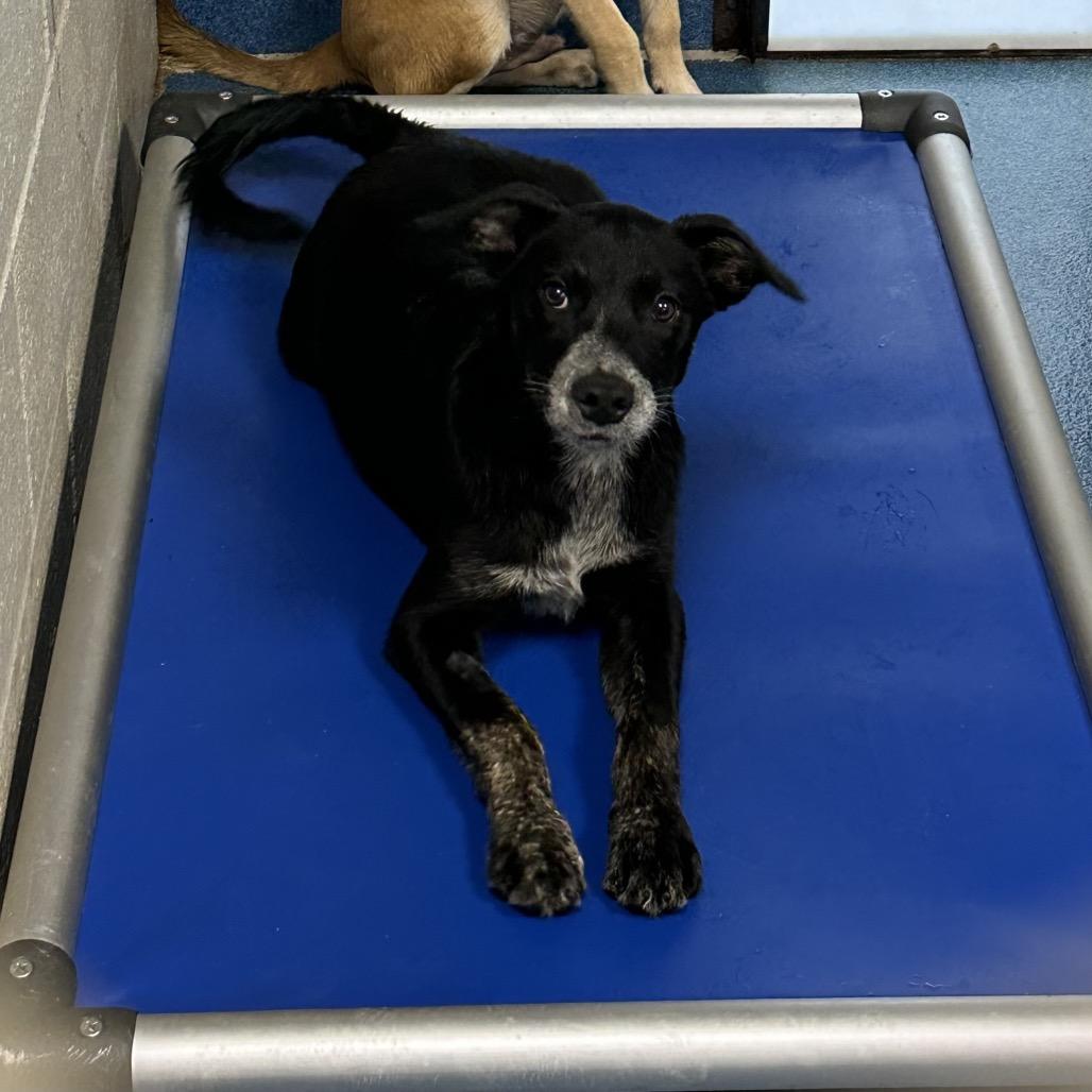 Elvis Presley, a Adoptable mixed breed in Ponca City, OK image 4/6