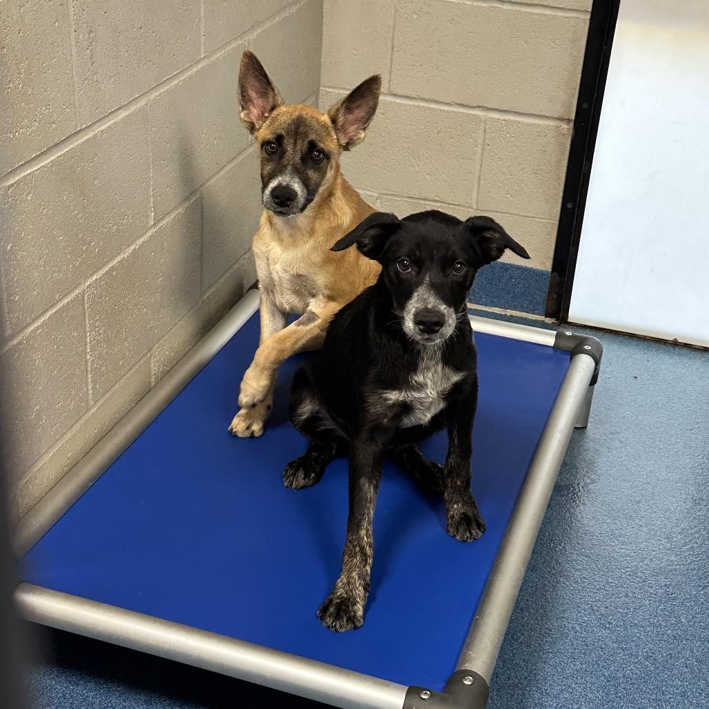 Elvis Presley, a Adoptable mixed breed in Ponca City, OK image 5/6