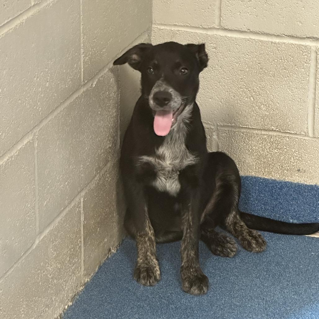 Elvis Presley, a Adoptable mixed breed in Ponca City, OK image 6/6