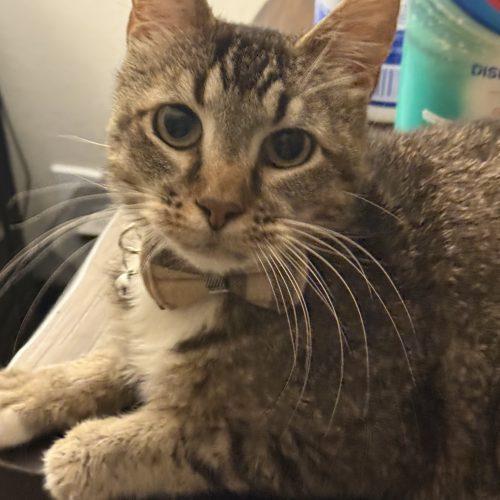 Enlarge Gus, a Adoptable Tabby in Edmond, OK image 1/6