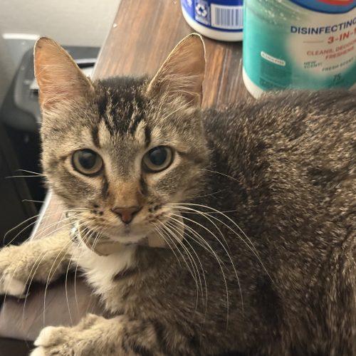 Enlarge Gus, a Adoptable Tabby in Edmond, OK image 2/6