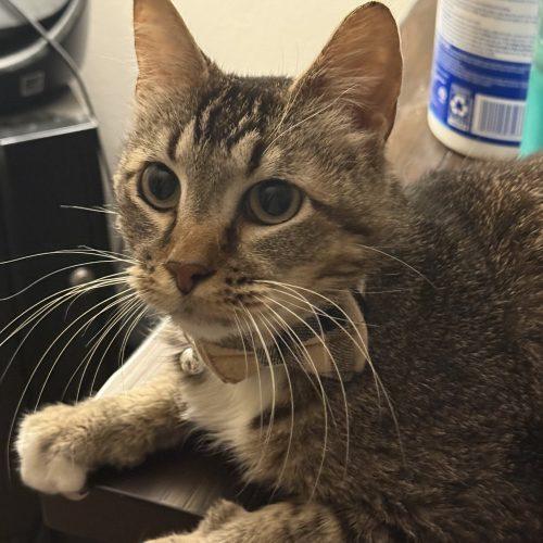 Enlarge Gus, a Adoptable Tabby in Edmond, OK image 3/6