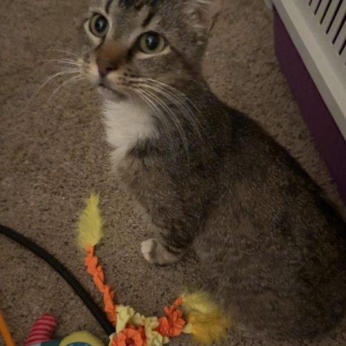 Enlarge Gus, a Adoptable Tabby in Edmond, OK image 4/6