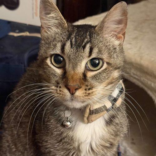 Enlarge Gus, a Adoptable Tabby in Edmond, OK image 5/6