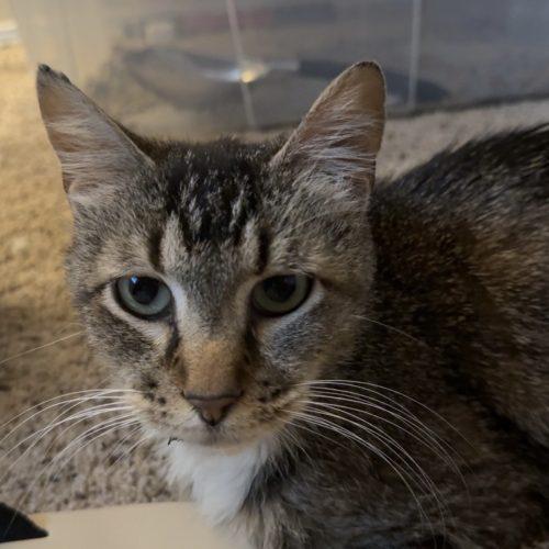 Enlarge Gus, a Adoptable Tabby in Edmond, OK image 6/6