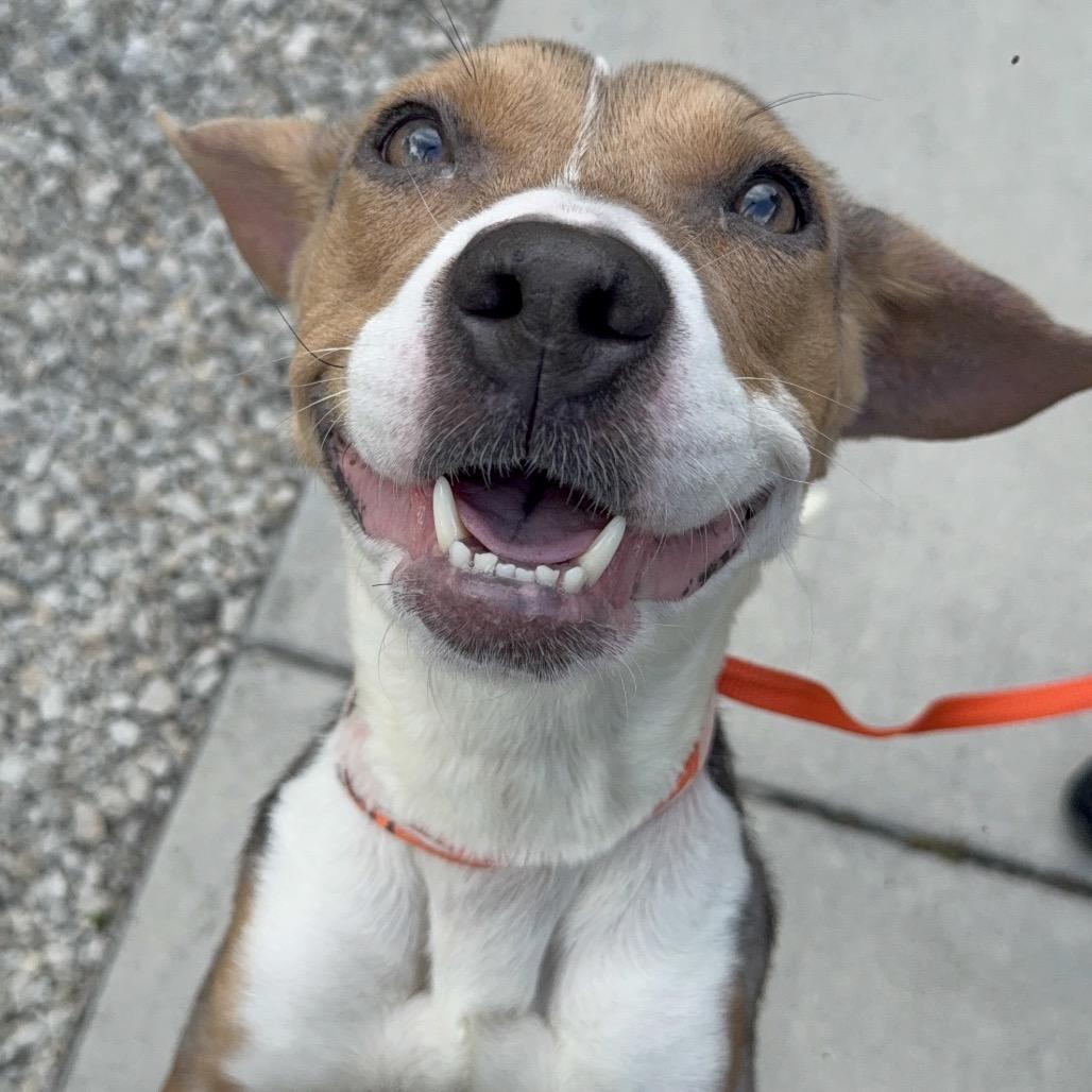 Enlarge Elle, a Adoptable mixed breed in Miami, FL image 1/6